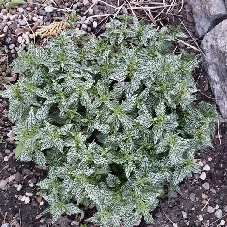 Plant image Lamium galeobdolon 'Herman's Pride'