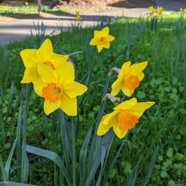Sarah's garden