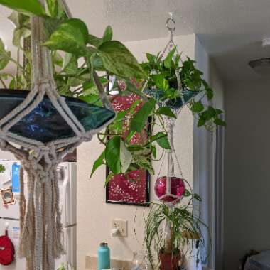 Sarah's garden
