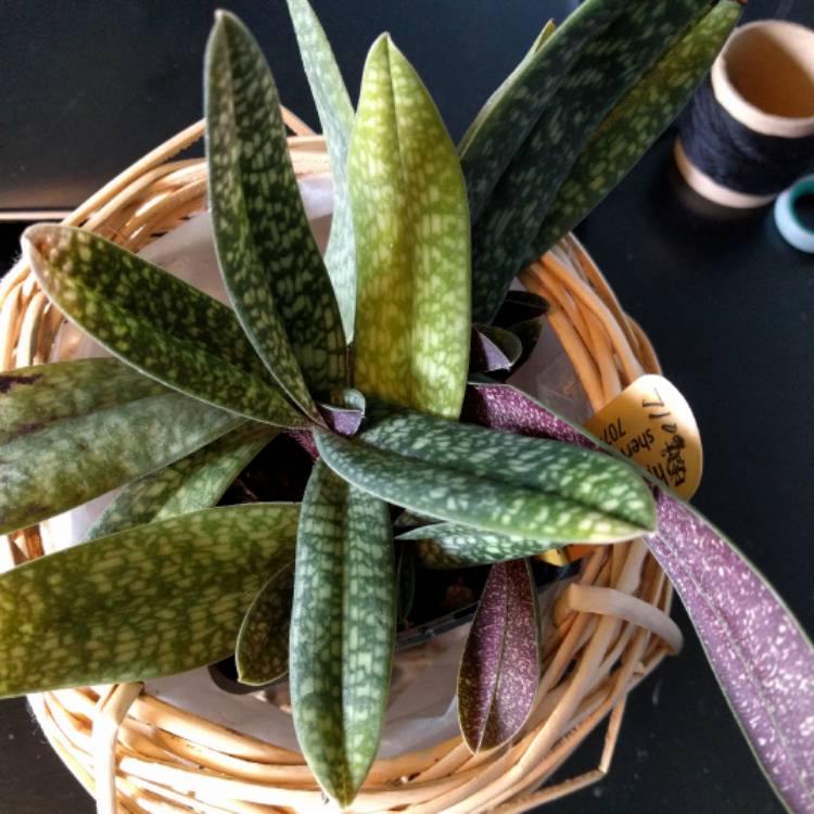 plant image 391114