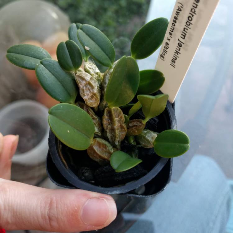 plant image 509666