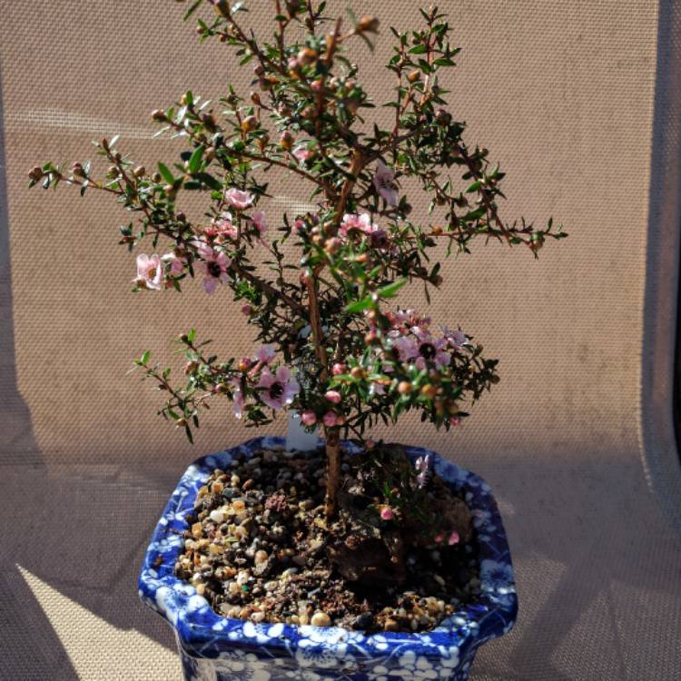 Plant image Hebe odora 'New Zealand Gold'