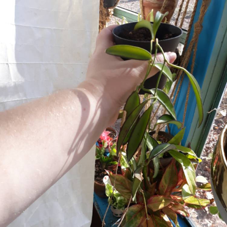 plant image 1242901