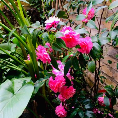 Camellia 'Pink'