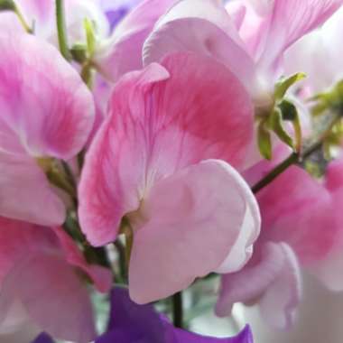 Sweet Pea