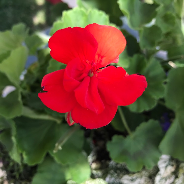 Plant image Pelargonium 'Amri Pikegs' (Americana Series) syn. Pelargonium 'American Rose Mega Splash'