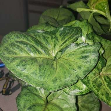 Syngonium podophyllum