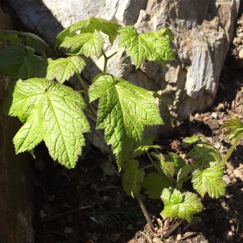 Plant image Actaea racemosa syn. Cimicifuga racemosa