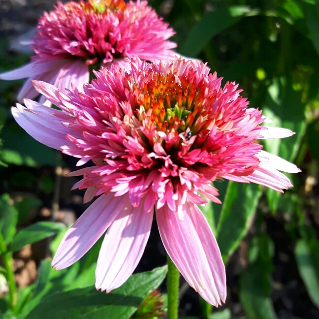 plant image 194056