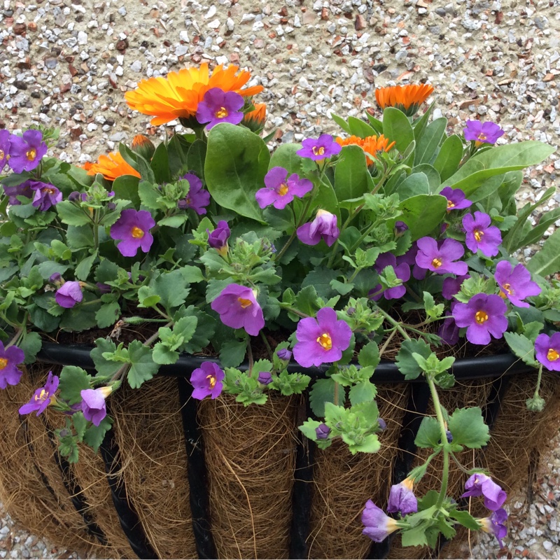 Denise's garden