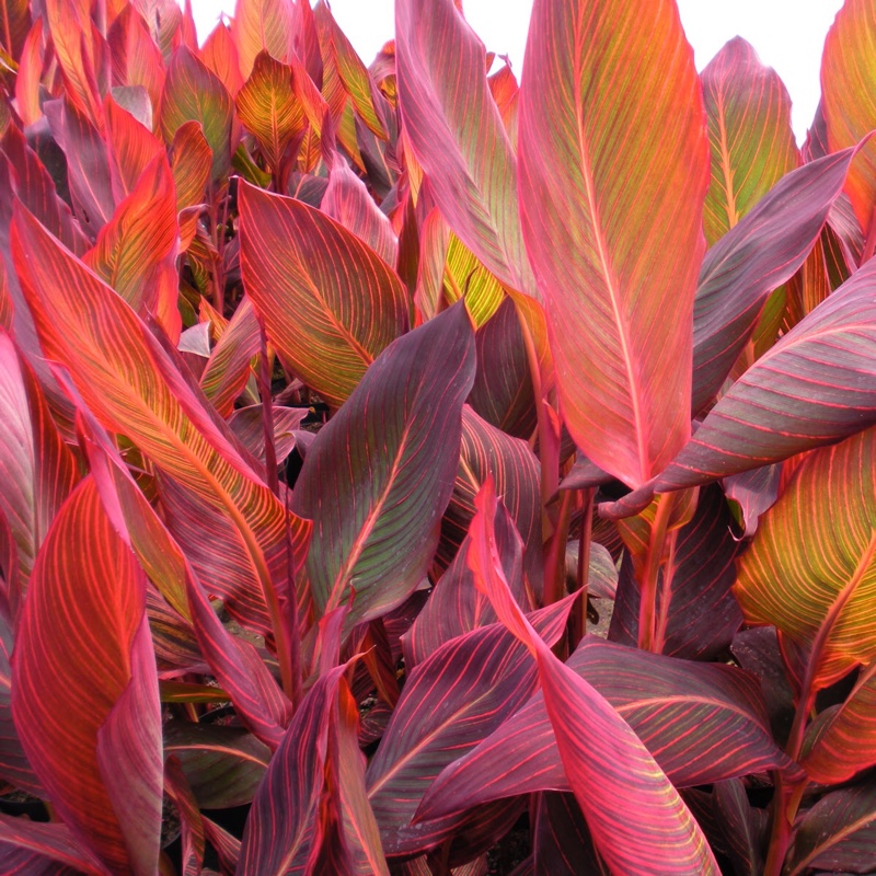 Canna 'Phasion'