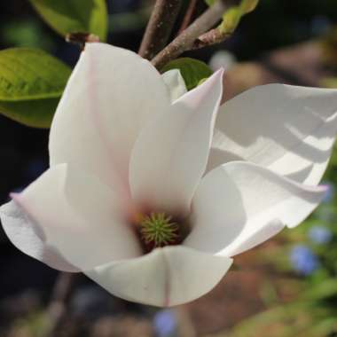 Magnolia x soulangeana 'Red Lucky'