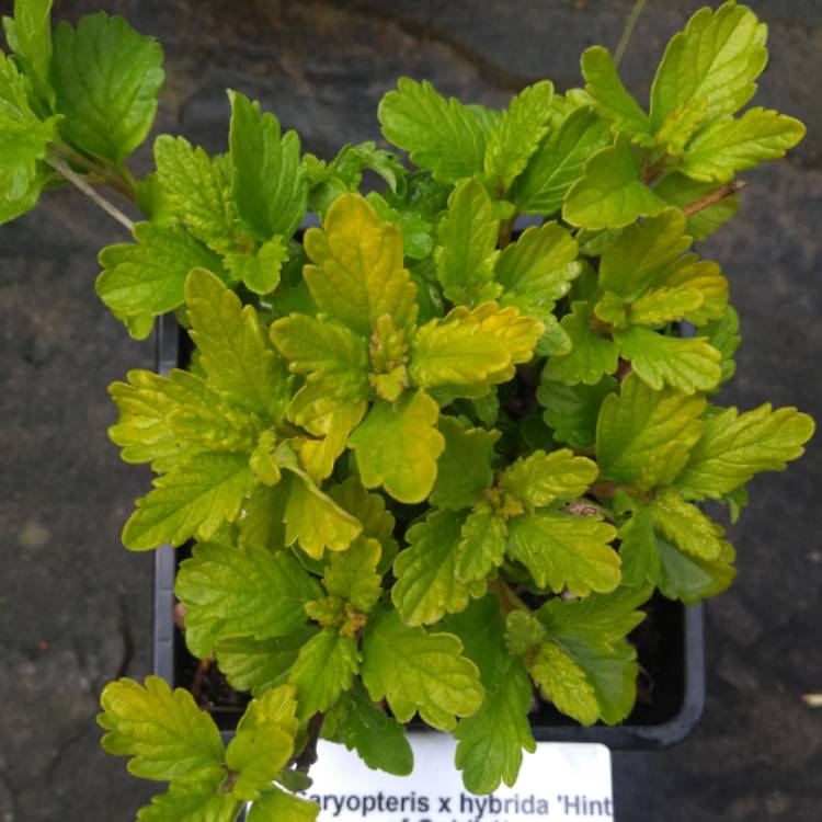 Plant image Caryopteris x clandonensis 'Hint of Gold Lisaura'