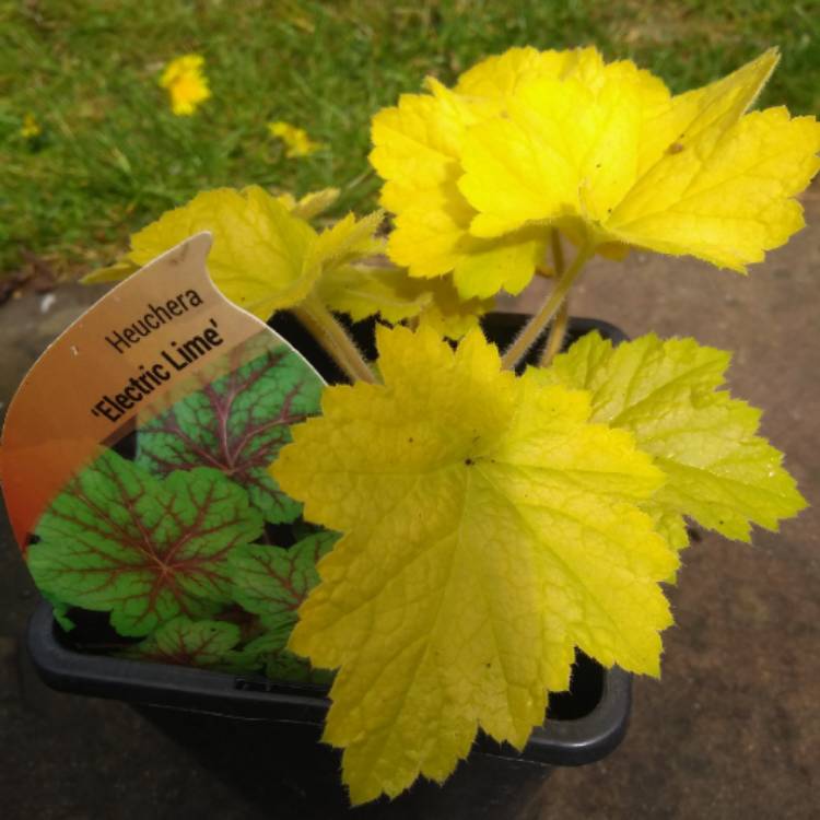 Plant image Heuchera 'Electric Lime'