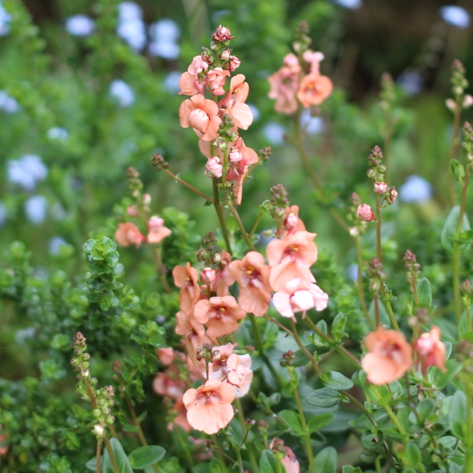 plant image 1026390