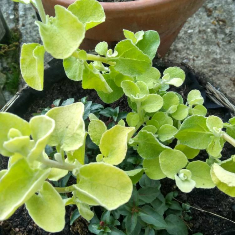 Plant image Helichrysum petiolare 'Gold'