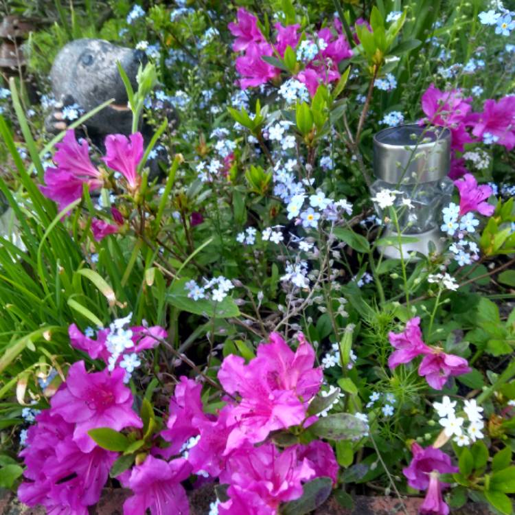 Plant image Rhododendron japonica 'Amoena'