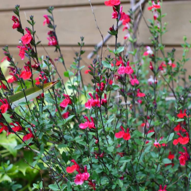plant image 1045361