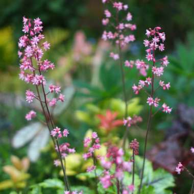 Heuchera villosa 'Palace Purple' syn. Heuchera sanguinea 'Palance Purple', Heuchera micrantha 'Palace Purple'