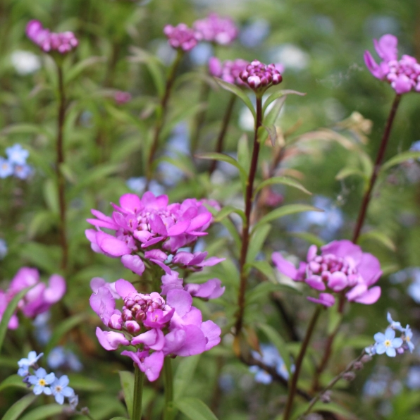Plant image Iberis 'Absolutely Amethyst'