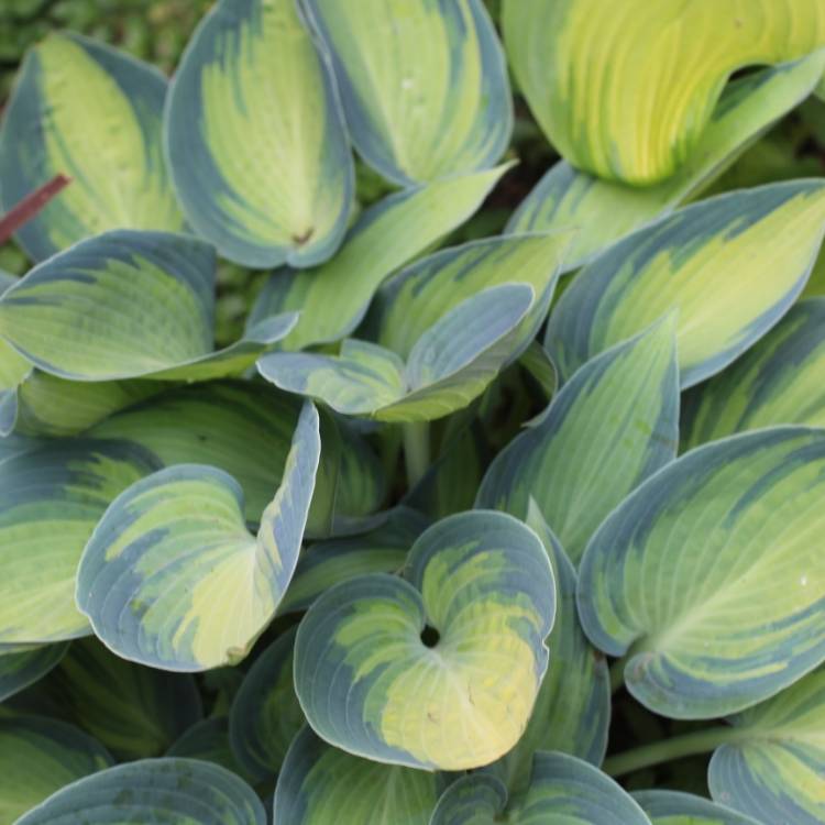plant image 1052867