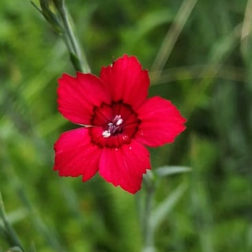 plant image 1055863