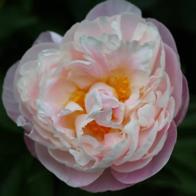 plant image 1064625 plant image 1064625