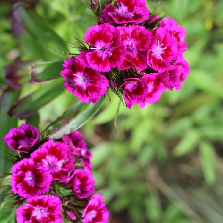 plant image 1065370