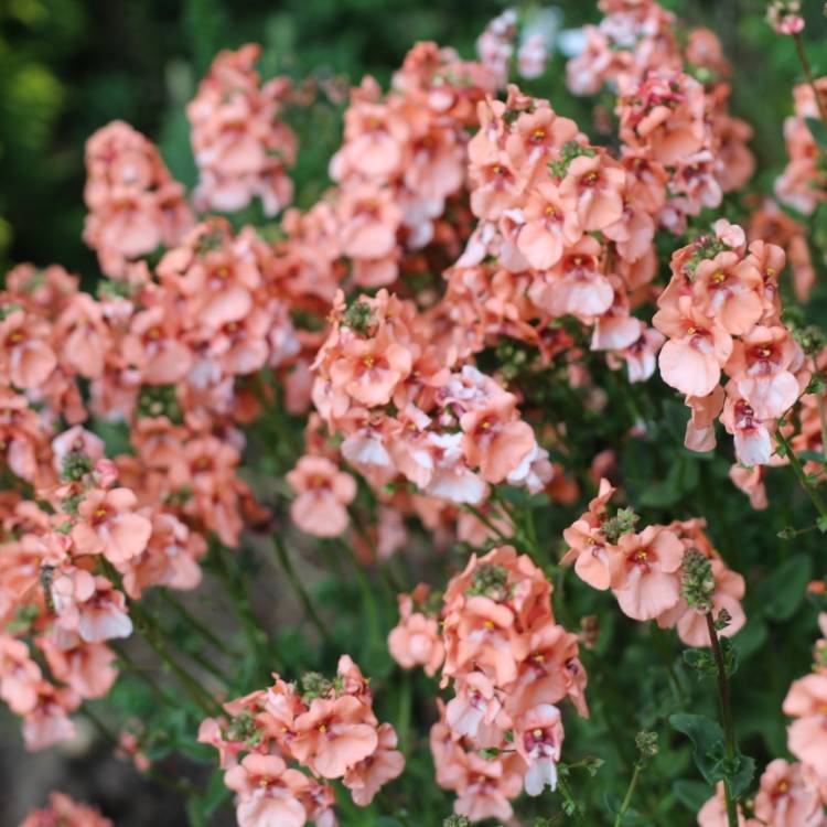 plant image 1066096