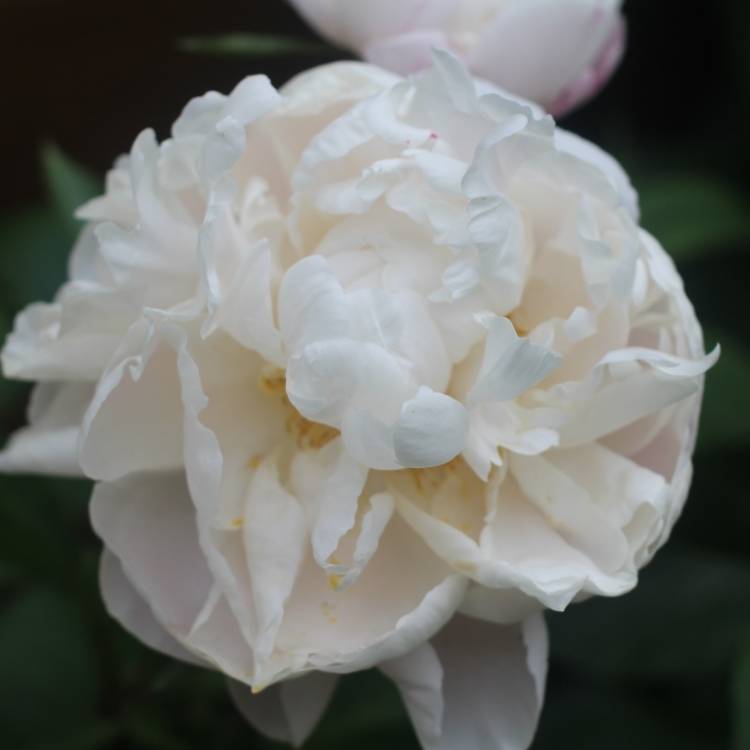 plant image 1073489 plant image 1073489