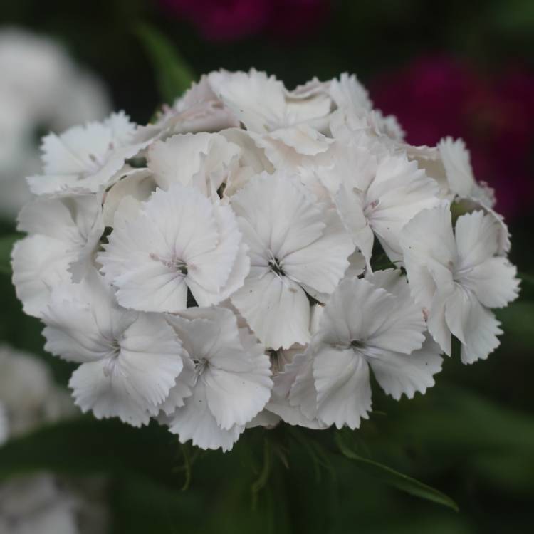 plant image 1073660