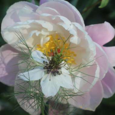 Paeonia