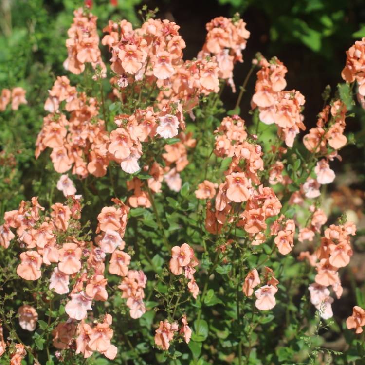 plant image 1082221
