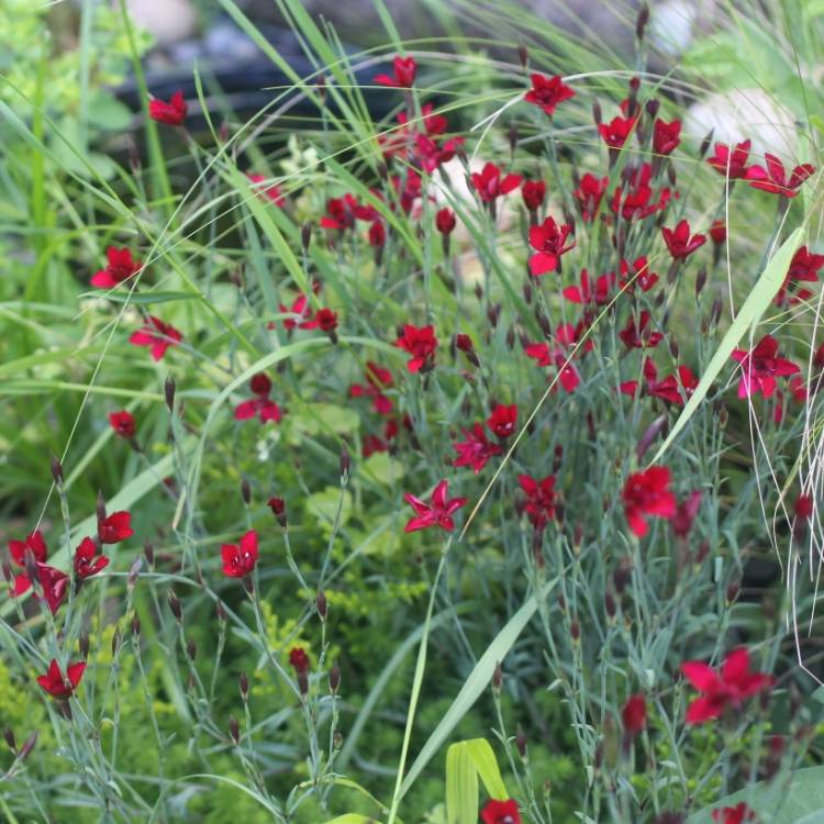 plant image 1082229