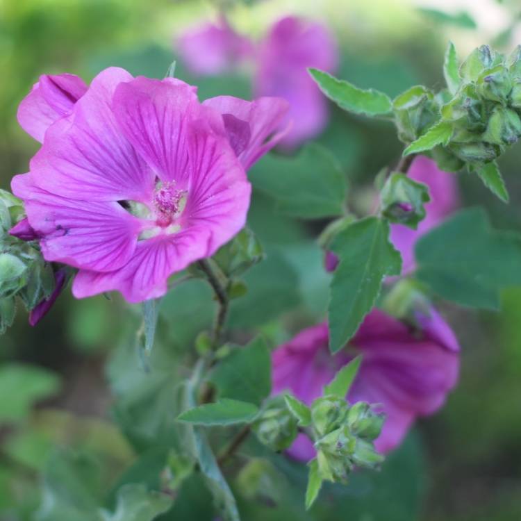 plant image 1086156