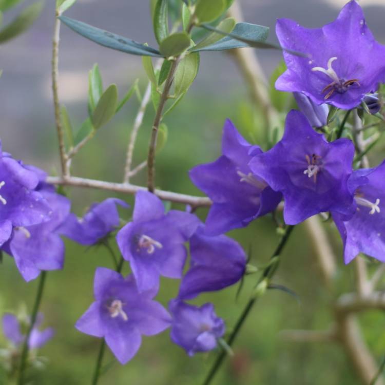plant image 1086157 plant image 1086157