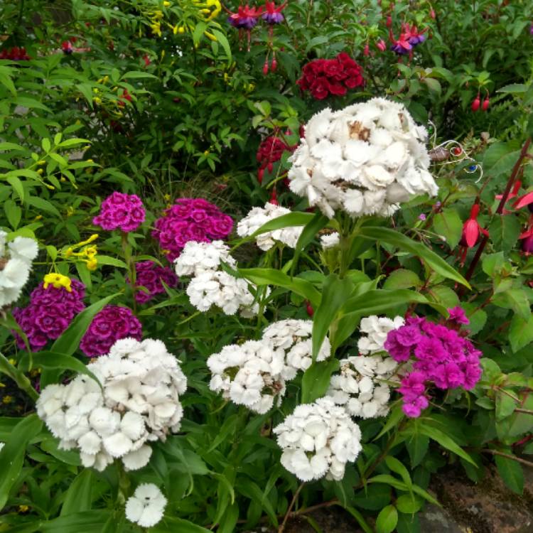 plant image 1089811
