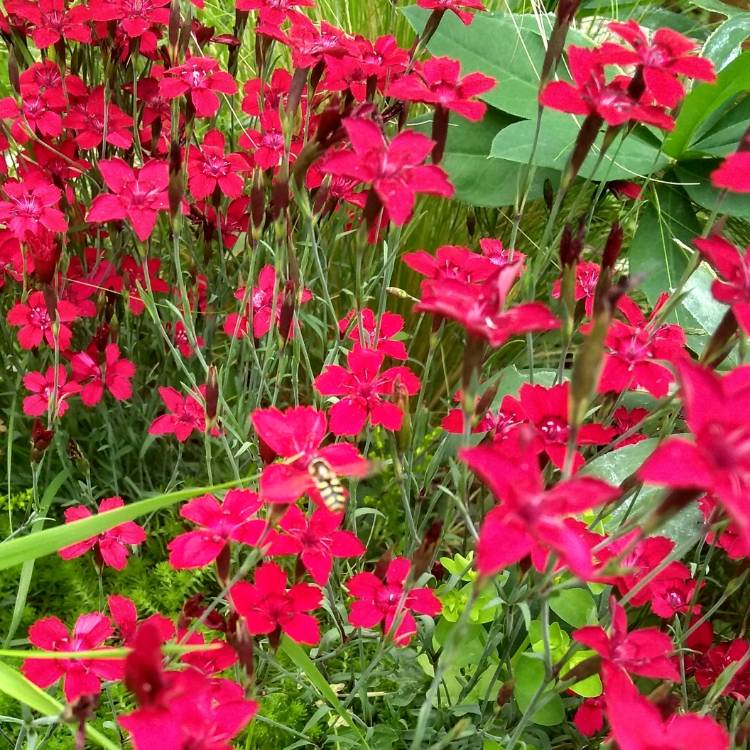 plant image 1091298