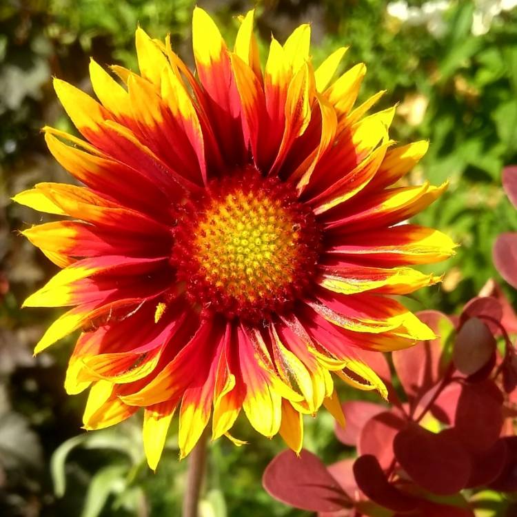 Plant image Gaillardia