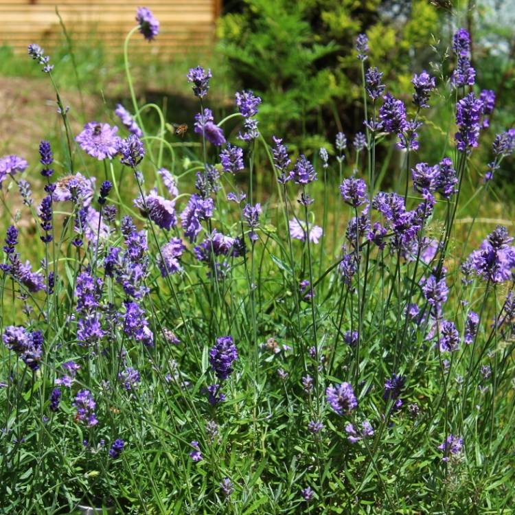 plant image 1097021