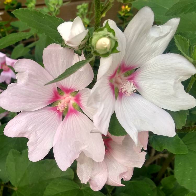 Plant image Lavatera x clementii 'Barnsley Baby'