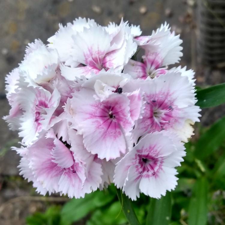 plant image 1098673