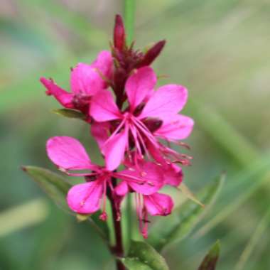Oenothera lindheimeri  syn. Gaura lindheimeri