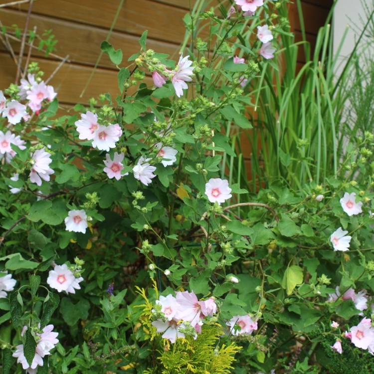 plant image 1106882 plant image 1106882