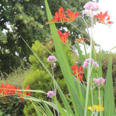 Crocosmia 'Lucifer'