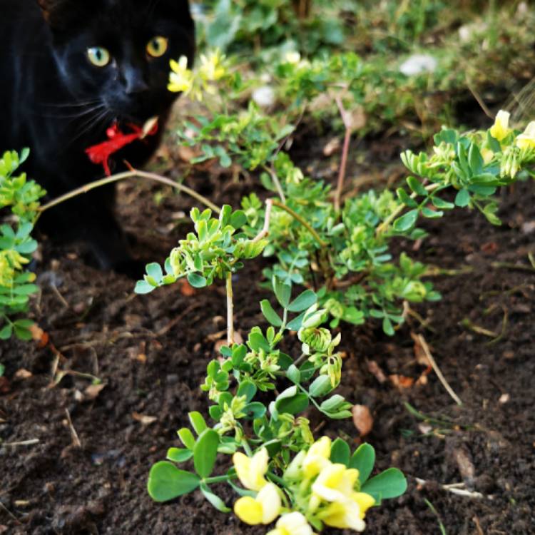 Plant image Coronilla valentina subsp. glauca 'Citrina' syn. Coronilla glauca 'Citrina', Coronilla valentina 'Citrina'