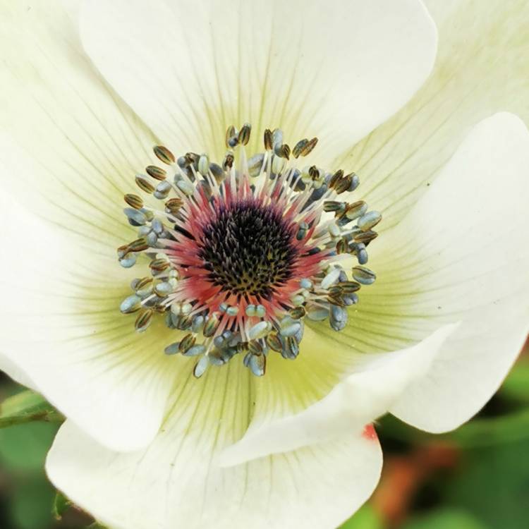 plant image 1445313 plant image 1445313