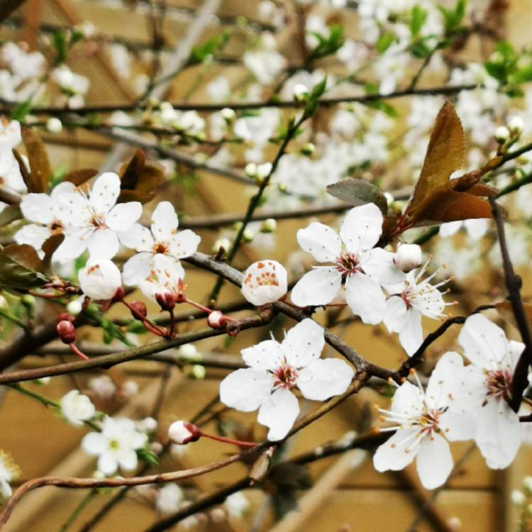 plant image 1450818