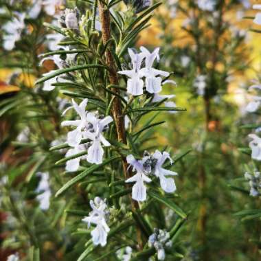 Salvia rosmarinus  syn. Rosmarinus officinalis