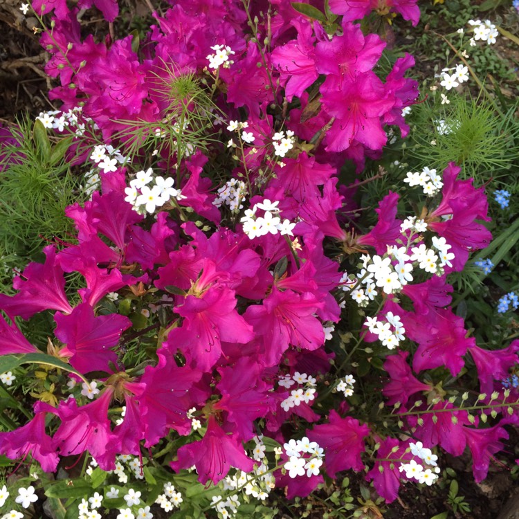 plant image 392475 plant image 392475